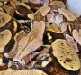 REPTIMANIA_0
