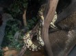 REPTIMANIA_0