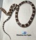 REPTIMANIA_0