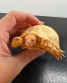 REPTIMANIA_0