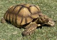 REPTIMANIA_0