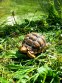 REPTIMANIA_0