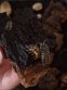 REPTIMANIA_0