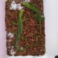 REPTIMANIA_0
