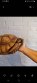 REPTIMANIA_0