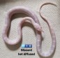 REPTIMANIA_0