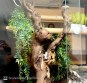 REPTIMANIA_0