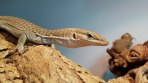 REPTIMANIA_0