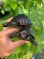 REPTIMANIA_0