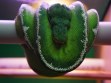 REPTIMANIA_0