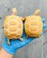 REPTIMANIA_0