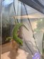 REPTIMANIA_0