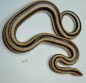 REPTIMANIA_0