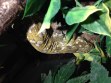 REPTIMANIA_0