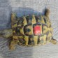 REPTIMANIA_0
