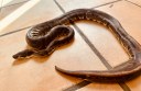 REPTIMANIA_0