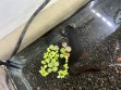REPTIMANIA_0