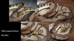 REPTIMANIA_0