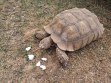 REPTIMANIA_0