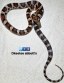 REPTIMANIA_0