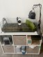REPTIMANIA_0