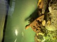 REPTIMANIA_0