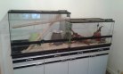 REPTIMANIA_0