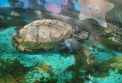 REPTIMANIA_0