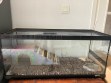 REPTIMANIA_0
