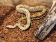 REPTIMANIA_0