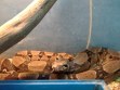 REPTIMANIA_0