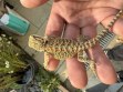 REPTIMANIA_0