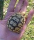 REPTIMANIA_0