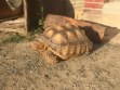 REPTIMANIA_0