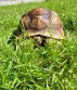 REPTIMANIA_0