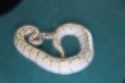 REPTIMANIA_0