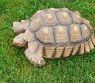 REPTIMANIA_0