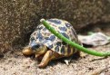 REPTIMANIA_0