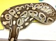 REPTIMANIA_0