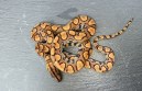 REPTIMANIA_0