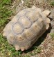 REPTIMANIA_0