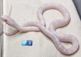REPTIMANIA_0