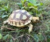 REPTIMANIA_0