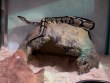 REPTIMANIA_0
