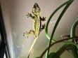 REPTIMANIA_0