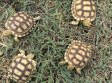REPTIMANIA_0