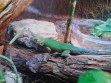 REPTIMANIA_0