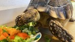 REPTIMANIA_0