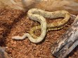 REPTIMANIA_0