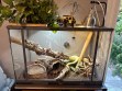 REPTIMANIA_0